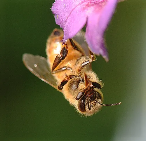 HONEY BEE RESEARCH will be one of the topics at the UC Davis Department of Entomology's fall seminars. On Oct. 28, insect virus researcher Michelle Flenniken, Haagen-Dazs Postdoctoral Fellow, will speak on “Microarray-Based Pathogen Detection and the Antiviral Role of RNA Interference in Honey Bees.” (Photo by Kathy Keatley Garvey)
