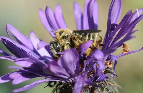 EYE SEE YOU--A sunflower bee peeks between the petals of a New England Aster. (Photo by Kathy Keatley Garvey)