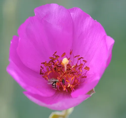 TINY female sweat bee (Halictus tripartitus) nectaring rock purslane. (Photo by Kathy Keatley Garvey)