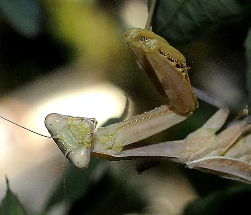 ARE YOU A PREY?--A pugnacious praying mantis eyes the photographer. (Photo by Kathy Keatley Garvey)