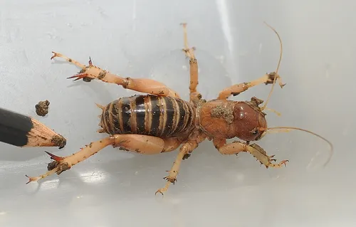 BIG 'UN--This Jerusalem cricket is quite large (note the size of the pencil tip next to it). Some of these insects can reach 2.7 inches in length. (Photo by Kathy Keatley Garvey)