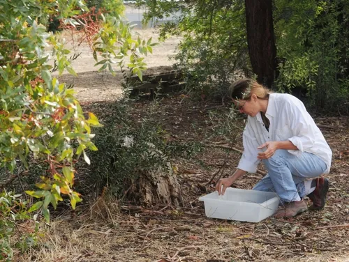 BEE BREEDER-GENETICIST Susan Cobey releases the Jerusalem cricket on the Harry H. Laidlaw Jr. Honey Bee Research facility grounds. It was found inside the facility. (Photo by Kathy Keatley Garvey)