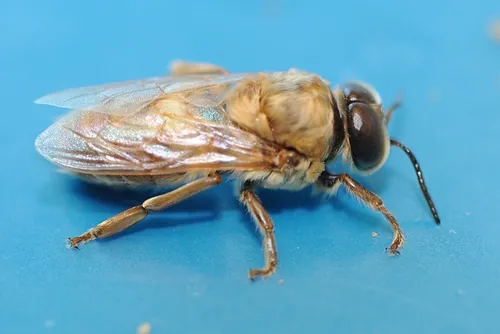 DRONES are easy to spot in the hive by their big eyes and bulky body. This drone is one day old. (Photo by Kathy Keatley Garvey)