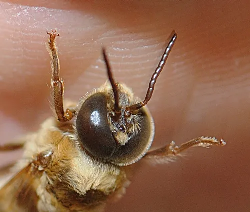 CLOSE-UP of the back of a drone head. (Photo by Kathy Keatley Garvey)