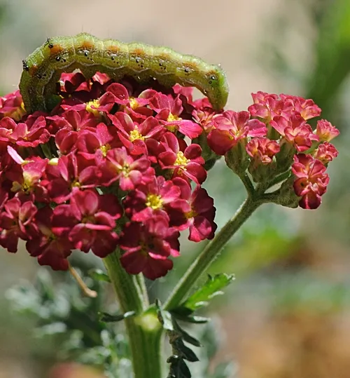 NOCTUID CUTWORM, soon to be a dull brown moth, crawls on a yarrow at the Storer Garden, UC Davis. (Photo by Kathy Keatley Garvey)
