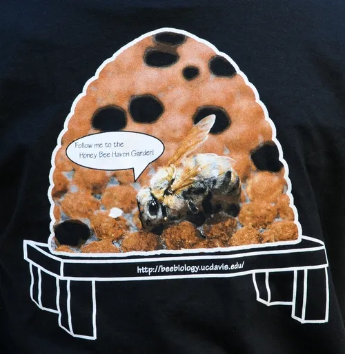 BACK of the new honey bee t-shirt features a newly emerged bee tucked inside a line drawing of a hive. Proceeds benefit honey bee research at UC Davis. (Photo by Kathy Keatley Garvey)