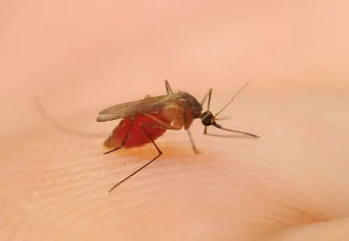 CULEX MOSQUITO (Culex quinquefasciatus) transmits West Nile virus. (Photo by Kathy Keatley Garvey)