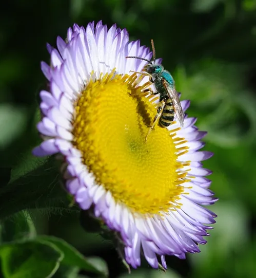 SHOWING ITS STRIPES, the male green sweat bee, Agapostemon texanus, climbs up a Seaside daisy (Erigeron glaucus Wayne Roderick). (Photo by Kathy Keatley Garvey)