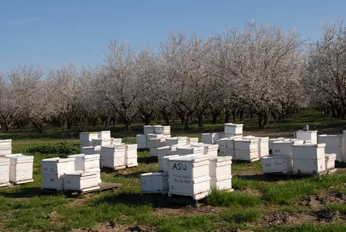 BEES in these hives are part of the Robert E. Page Jr. honey bee research program at UC Davis. This photo was taken in a Dixon, Calif. almond orchard. (Photo by Kathy Keatley Garvey)