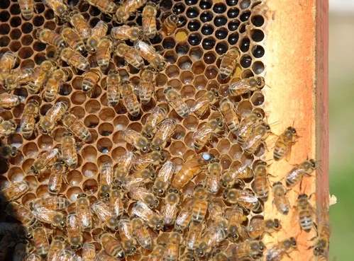 QUEEN BEE (with dot) surrounded by worker bees. These bees are part of the Robert E. Page Jr. honey bee research program at UC Davis. Page and colleague Gro Amdam, both of Arizona State University, are featured in the Oct. 23rd edition of Science. Page, emeritus professor of entomology at UC Davis, continues his research at Davis. (Photo by Kathy Keatley Garvey)