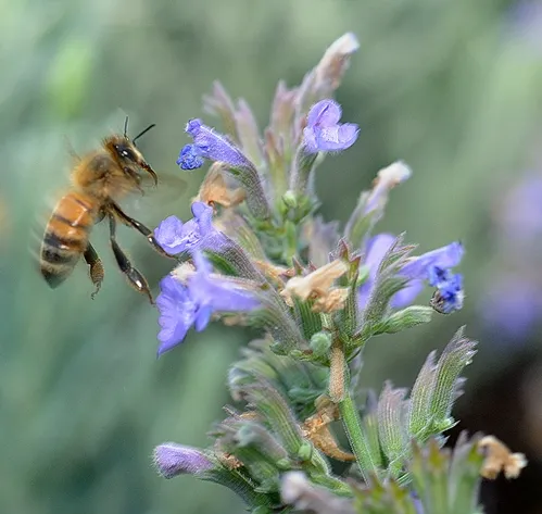 HONEY BEE heads for catmint, a favorite of insect pollinators. The plant (genus Nepeta) is a member of the mint family or Lamiaceae. (Photo by Kathy Keatley Garvey)