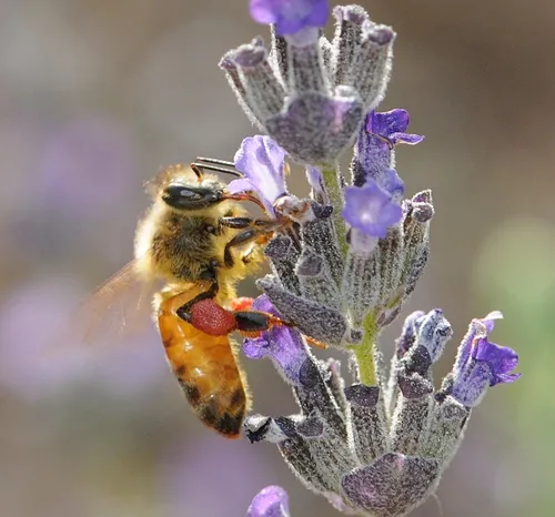GLOWING in the morning sun, this bee is a study in red: red pollen and red tongue. (Photo by Kathy Keatley Garvey)