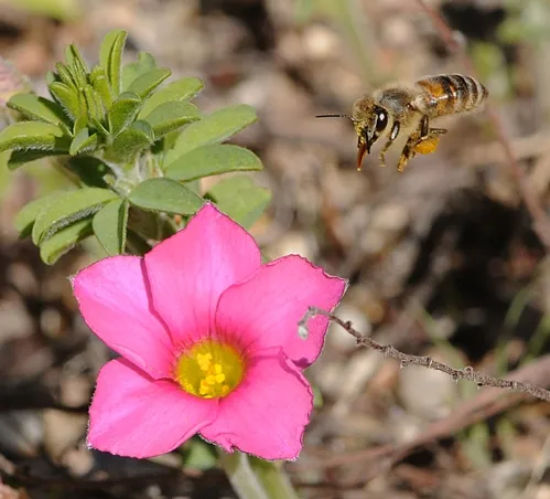 HONEY BEE, with tongue extended, makes a "beeline" for pink oxalis (Oxalis herta) in the UC Berkeley Botanical Garden. (Photo by Kathy Keatley Garvey)