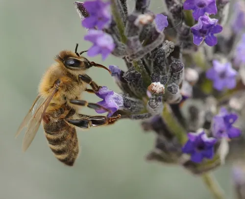 VARROA MITE on a honey bee (see raised reddish-brown spot under the wing). The mites reproduce in the hive, sucking the blood of pupae. (Photo by Kathy Keatley Garvey)