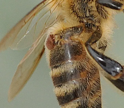 CLOSE-UP of a Varroa mite on a honey bee. (Photo by Kathy Keatley Garvey)