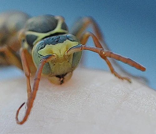 MALE yellow-legged wasp moves toward the photographer. (Photo by Kathy Keatley Garvey)