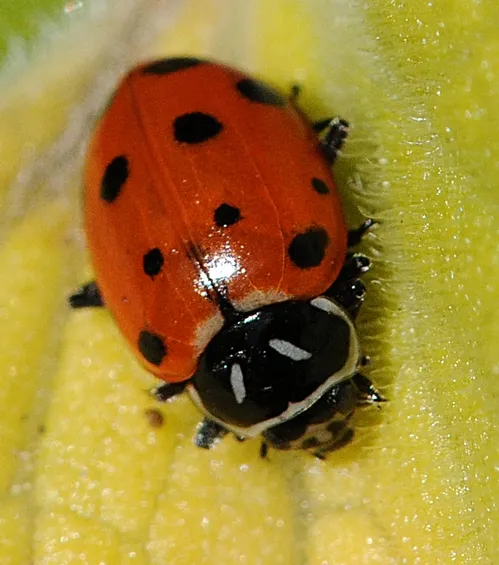 LADYBUG crawls on a leaf at the UC Berkeley Botanical Garden. (Photo by Kathy Keatley Garvey)