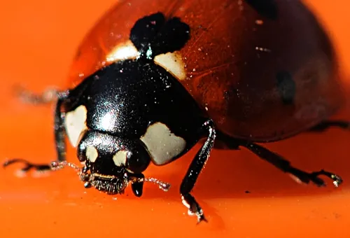 CLOSE-UP of a ladybug in Vacaville, Calif., eating aphids. (Photo by Kathy Keatley Garvey)