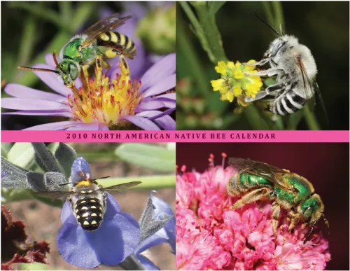 SPECTACULAR PHOTOGRAPHY of entomologist Rollin Coville, who received his doctorate in entomology from UC Berkeley, graces the 2010 Native Bees Calendar, a fundraising project of the Xerces Society and the Great Sunflower Project. (Photos courtesy of Rollin Coville)