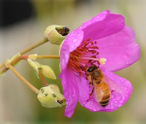 THREE GREEN APHIDS are sucking plant juices from a rock purslane, while a honey bee is sipping nectar. (Photo by Kathy Keatley Garvey)