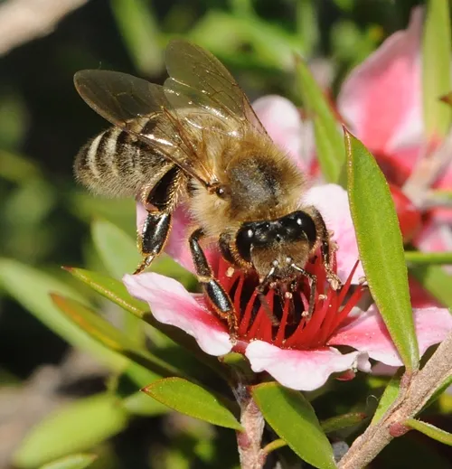 CLOSE-UP of a honey bee nectaring a Leptospermum scoparium keatleyi, or "royal pink manuka." The Leptospermum scoparium is also known as a tea tree; Capt. Cook used to make tea from the leaves. (Photo by Kathy Keatley Garvey)