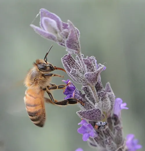 HONEY BEE nectaring lavender. (Photo by Kathy Keatley Garvey)