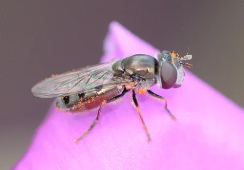 READY FOR TAKE-OFF, the hover fly, crowned with pollen, heads for the tip of the blossom. (Photo by Kathy Keatley Garvey)