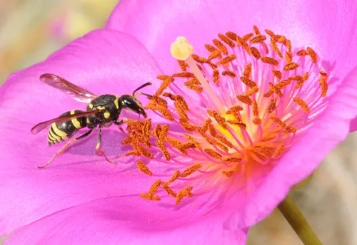 MASON WASP sipping nectar from a rock purslane. The wasp is from the family Vespidae and subfamily Eumeninae. It's probably from the genus Ancistrocerus, according to Robbin Thorp, emeritus professor of entomology at UC Davis. (Photo by Kathy Keatley Garvey)