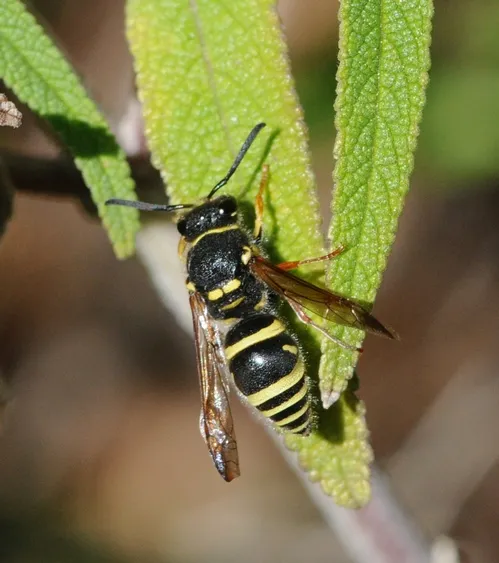 FEMALE mason wasp, family Eumenidae, is a solitary wasp that lives in pre-existing cavities and makes mud partitions between its brood cells. This one is possibly in the genus Ancistrocerus or maybe Euodynerus, says Robbin Thorp, emeritus professor of entomology at UC Davis. (Photo by Kathy Keatley Garvey)