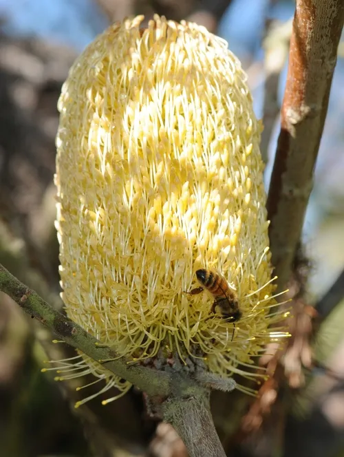 HONEY BEE nectaring a mutton bird sedge (Carex trifeda) at the UC Berkeley Botanical Garden. (Photo by Kathy Keatley Garvey)