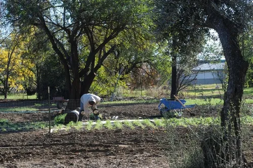 A CREW recently planted the Campus Buzzway, a quarter-acre field of golden poppies, lupine and coreoposis, on Bee Biology Road, next the the Harry H. Laidlaw Jr. Honey Bee Research Facility, UC Davis. (Photo by Kathy Keatley Garvey)