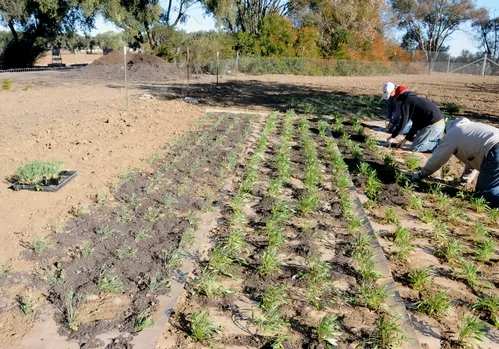 UC DAVIS colors of blue and gold will burst into bloom next spring at the Campus Buzzway. Here a crew plants coreopsis, golden poppies and lupine. (Photo by Kathy Keatley Garvey)