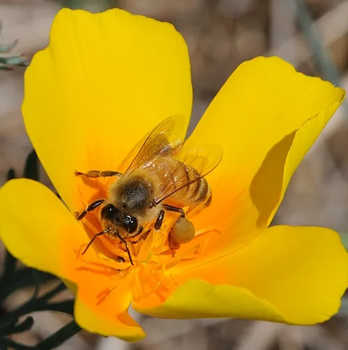 GOLDEN MOMENT--A honey bee nectars a California poppy, one of the three plants featured at the Campus Buzzway. (Photo by Kathy Keatley Garvey)