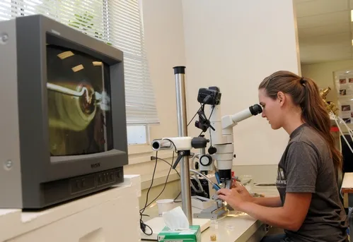 QUEEN BEE INSEMINATION is intricate work. Here college student Joy Pendell of Pendell Apiaries, Stonybrook, gets it right the first time. She was enrolled in Susan Cobey's August 2009 class. (Photo by Kathy Keatley Garvey)