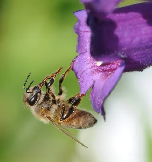 HONEY BEE cleaning her tongue was one of the images accepted in the international juried show, Insect Salon, affiliated with the Entomological Society of America. (Photo by Kathy Keatley Garvey)