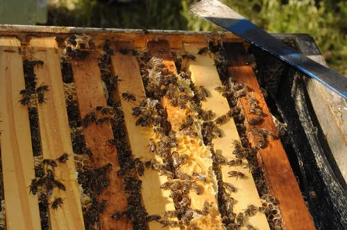 CLOSE-UP of moveable frames inside a hive at the Harry H. Laidlaw Jr. Honey Bee Research Facility at UC Davis. There's a movement under way to honor the inventor of the moveable frames--the Rev. Lorenzo Langstroth--with a commemorative stamp. (Photo by Kathy Keatley Garvey)