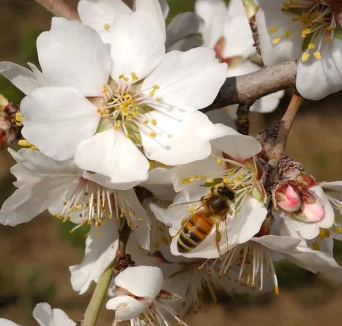 HONEY BEE pollinates an almond blossom on the grounds of the Harry H. Laidlaw Jr. Honey Bee Research Facility at the University of California, Davis. The annual almond pollination begins in February. (Photo by Kathy Keatley Garvey)