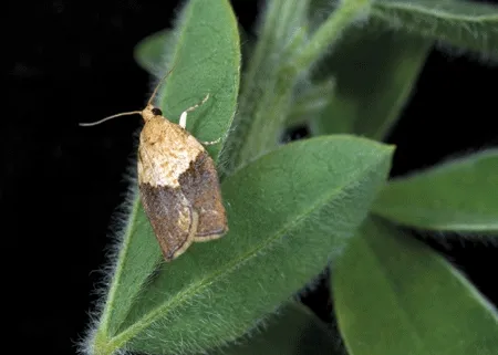 LIGHT BROWN APPLE MOTH (adult shown) is a native of Australia. Its larvae have voracious appetites and feed on more than 2000 plant species. (Photo courtesy of the U.S. Department of Agriculture)