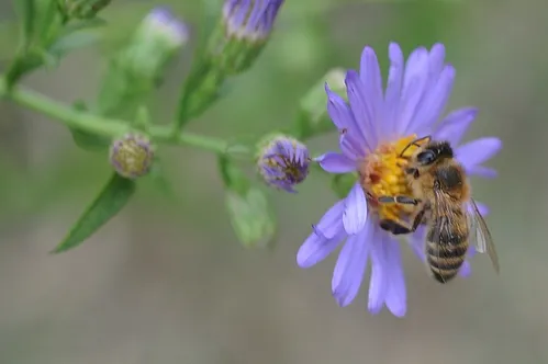 HONEY BEE foraging in a patch of asters at the Harry H. Laidlaw Jr. Honey Bee Research Facility, UC Davis. (Photo by Kathy Keatley Garvey)