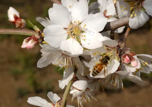 HONEY BEE working an almond blossom. (Photo by Kathy Keatley Garvey)