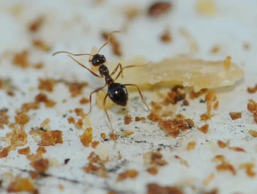 ANT finds the pollen to its liking. (Photo by Kathy Keatley Garvey)