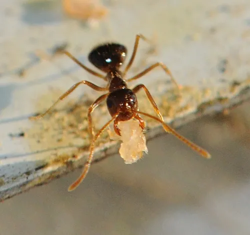 AN ANT scurries away with a chunk of pollen. (Photo by Kathy Keatley Garvey)