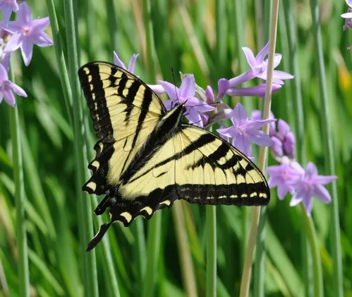 WESTERN TIGER SWALLOWTAIL (Papilio rutulus), shown here in Healdsburg, is on Art Shapiro's radar and database. (Photo by Kathy Keatley Garvey)