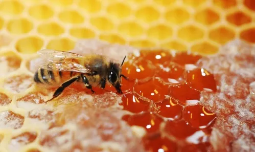 HONEY is one of the oldest foods in existence. Jars of honey, as old as 3,300 years, have been found in Egyptian tombs. (Photo by Kathy Keatley Garvey)