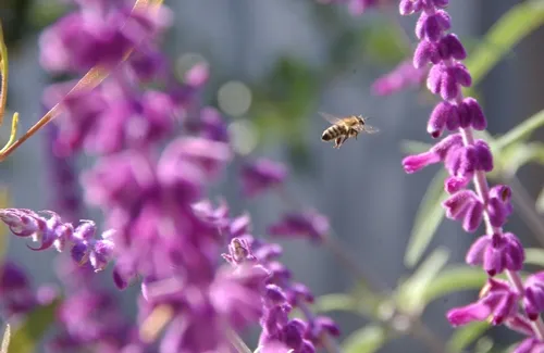 HONEY BEE moves through salvia (sage). (Photo by Kathy Keatley Garvey)