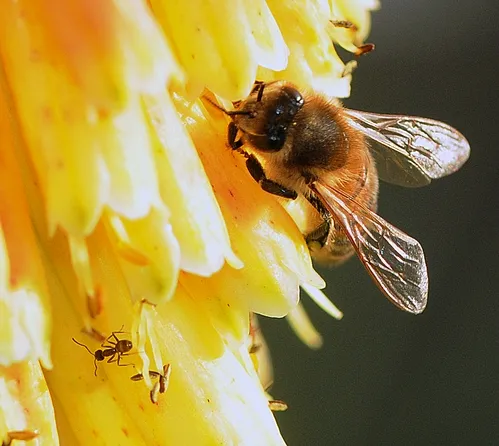 HONEY BEE and an Argentine ant share a red-hot poker in the Storer Garden, UC Davis Arboretum. (Photo by Kathy Keatley Garvey)