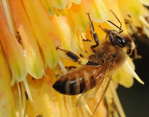 HONEY BEE nectars a red hot poker, while a close cousin, an Argentine ant (far left), tucks itself among the petals. (Photo by Kathy Keatley Garvey)