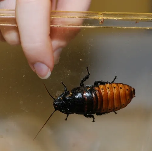 MADAGASCAR HISSING COCKROACH, aka "hisser," is bigger than big. It can reach three inches in length. (Photo by Kathy Keatley Garvey)