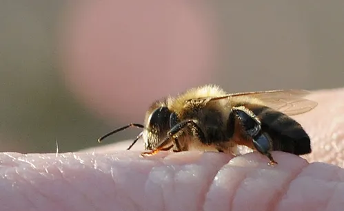 THIS HONEY BEE was among the visitors today at the Häagen-Dazs Honey Bee Haven on the UC Davis campus. (Photo by Kathy Keatley Garvey)