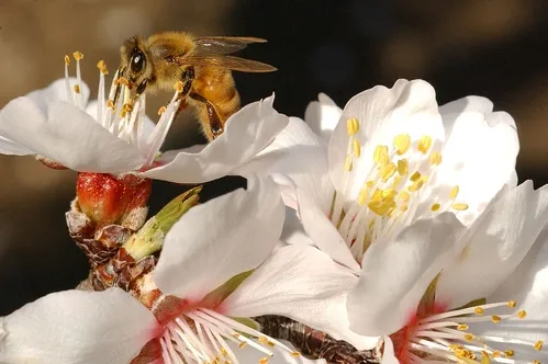 HONEY BEE nectaring an almond blossom in a photo taken Feb. 27, 2008. (Photo by Kathy Keatley Garvey)